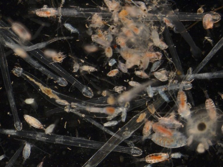 Trophic Structure Of Coral Reef Zooplankton Dr Ryota Nakajima trophic-structure-of-coral-reef-zooplankton-dr-ryota-nakajima